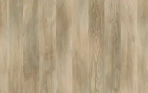 labrador