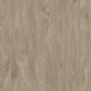 04668 Дуб испанский какао